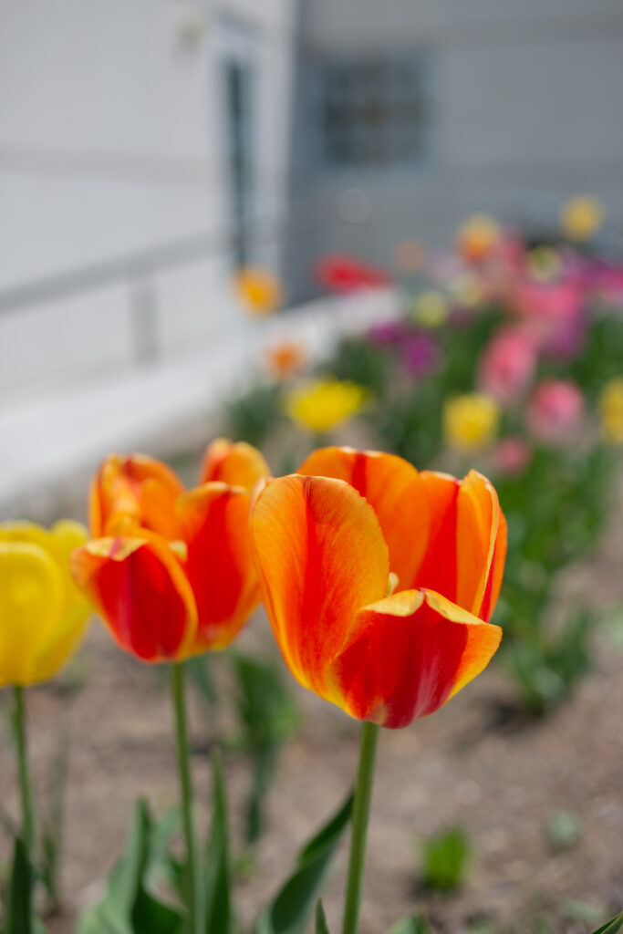 orange-and-red-tulip-on-idaho-falls-temple-grounds